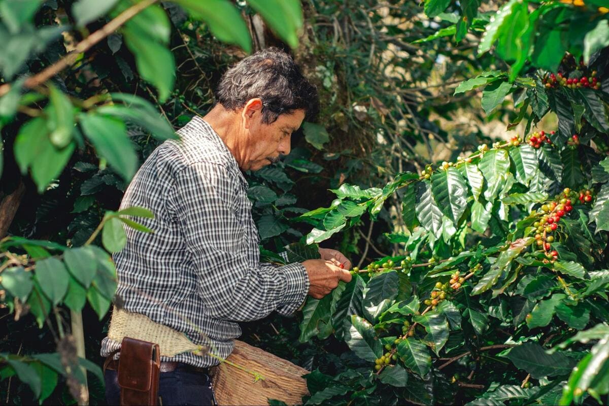 Coffee farmer hand-picking ripe coffee cherries from a tree in a shaded plantation