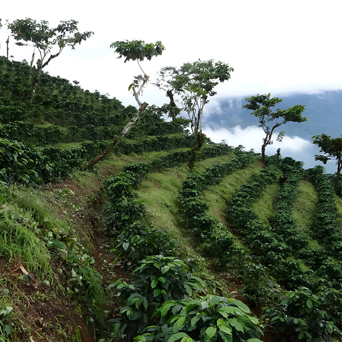 landscape of a coffee plantation on a hillside.
