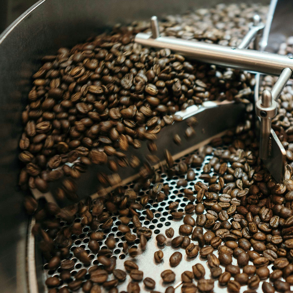 freshly roasted coffee beans cooling in coffee roaster cooling tray.