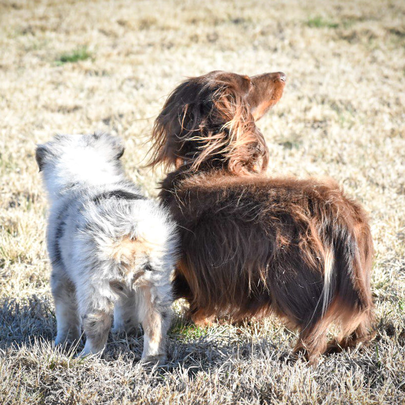 two small dogs in a field looking into the distance.